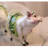 Sparschweinchen als bezaubernde Diva 03